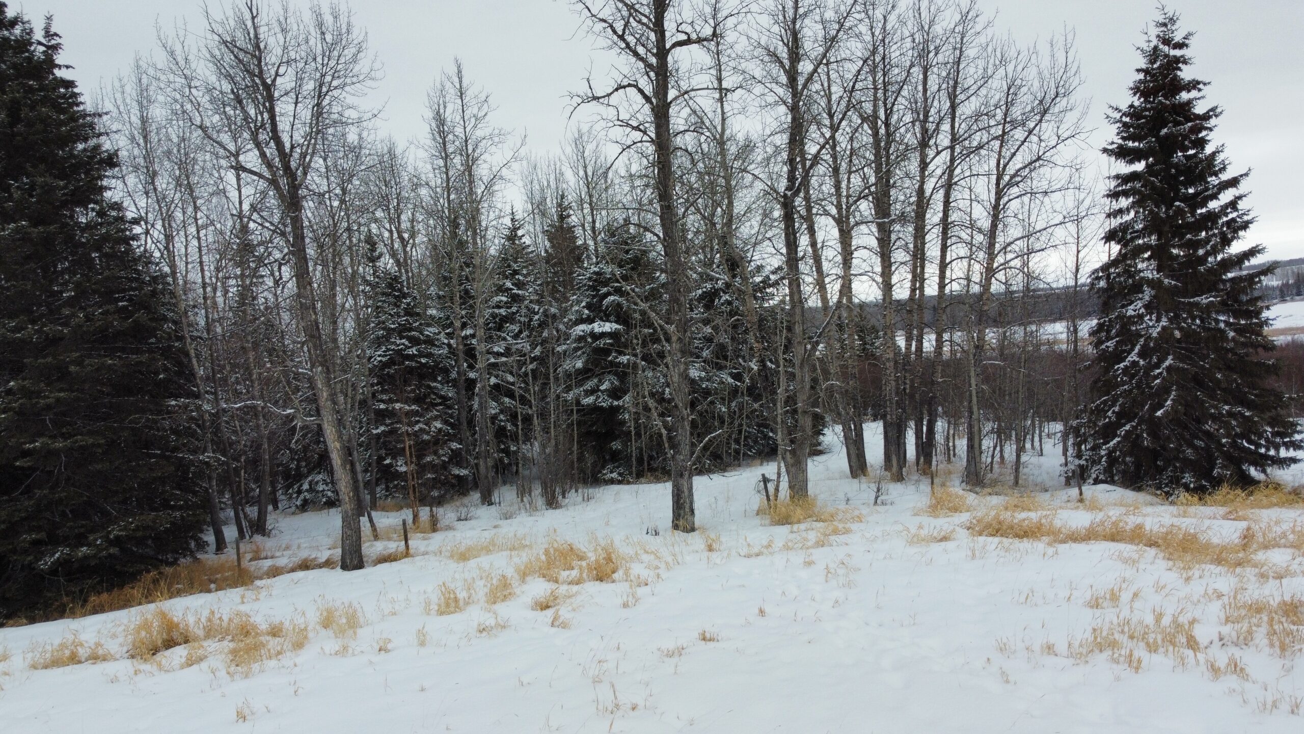 160 Acres Recreational Quarter County of Ponoka - Image 8